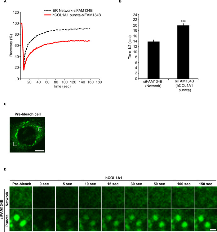 Figure 3—figure supplement 2.