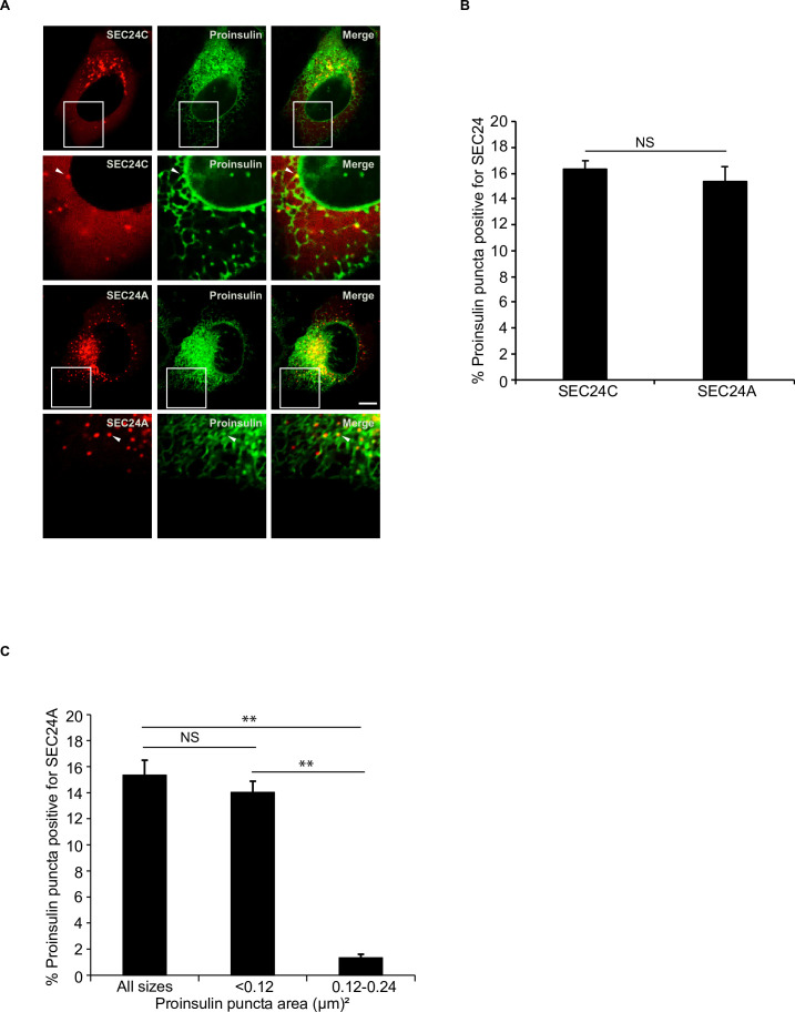 Figure 4—figure supplement 2.