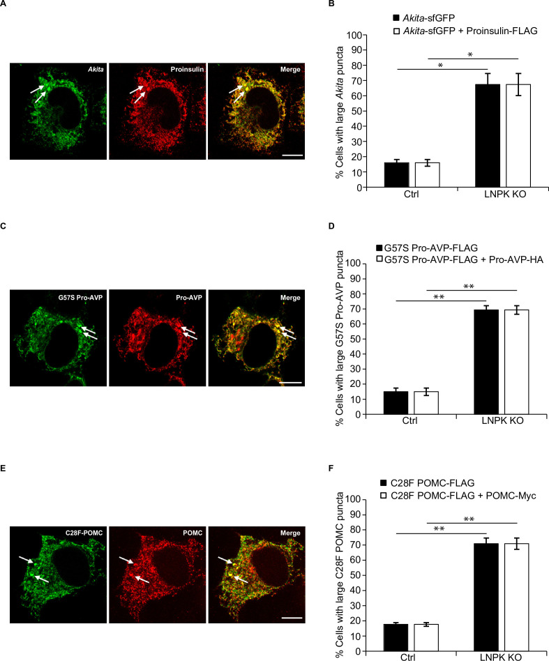 Figure 5—figure supplement 4.