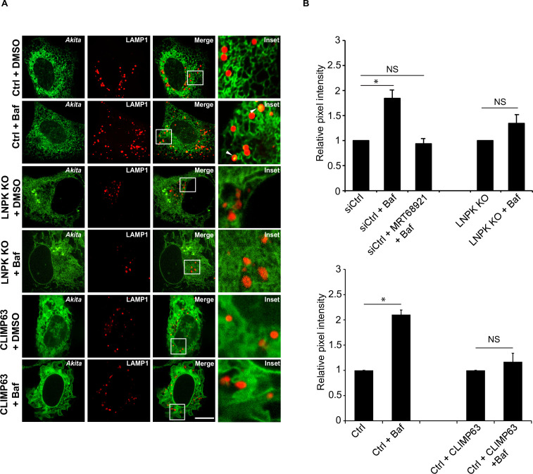 Figure 5—figure supplement 2.