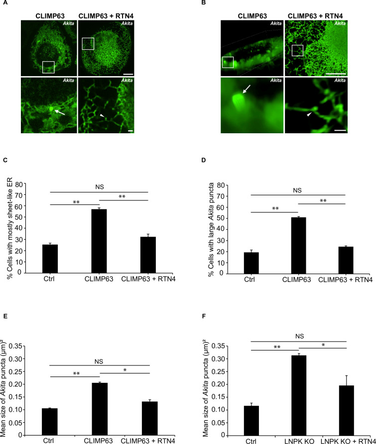 Figure 5—figure supplement 1.