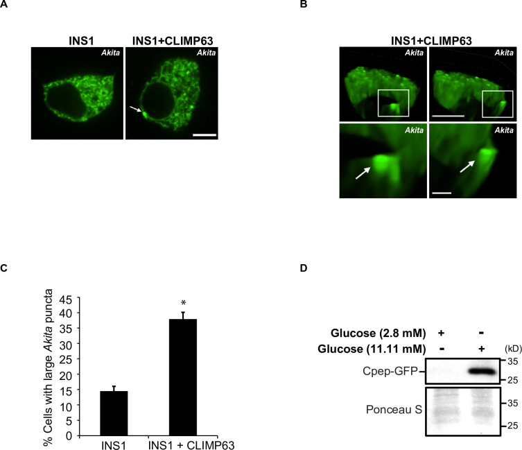 Figure 5—figure supplement 5.