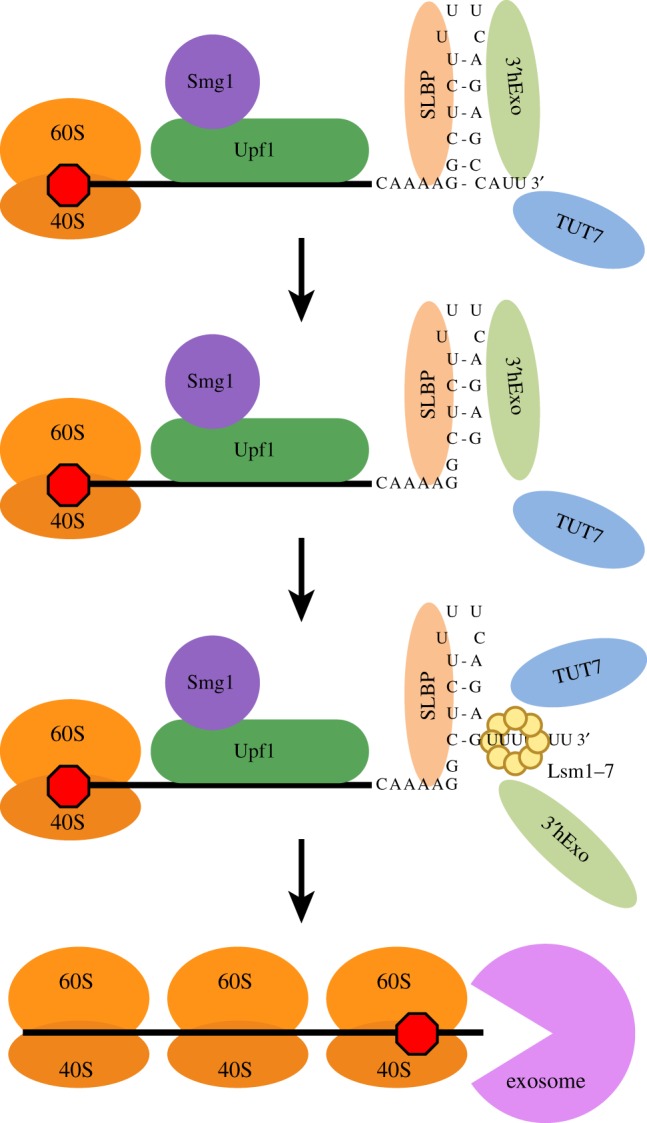 Figure 5.