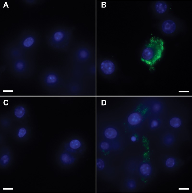 FIG 3