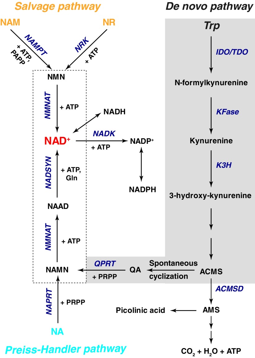 FIG. 2.