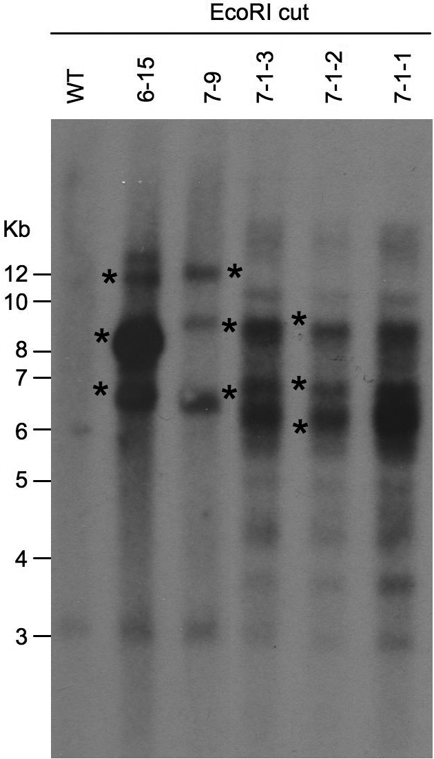 Figure 2.