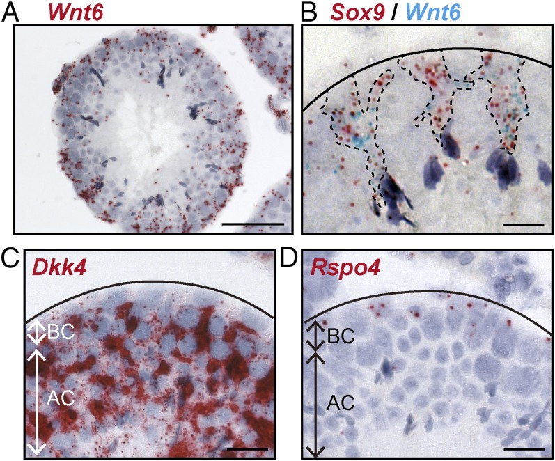 Fig. 6.