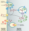 Fig 6