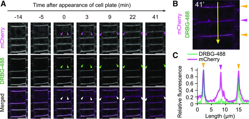 Figure 6.