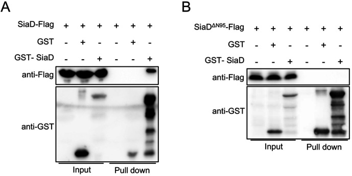 Figure 6—figure supplement 1.