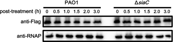 Figure 1—figure supplement 1.