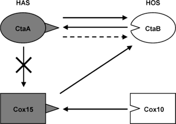 Scheme 1: