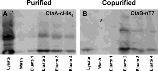 FIGURE 4: