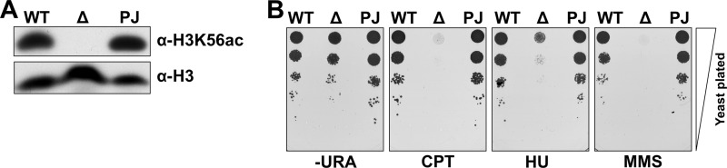 FIG 3