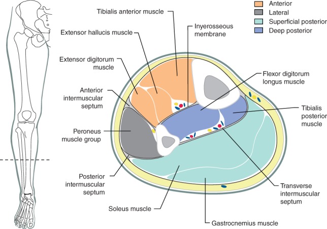 BJS-11177-FIG-0001-c