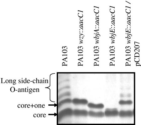 FIG. 2.