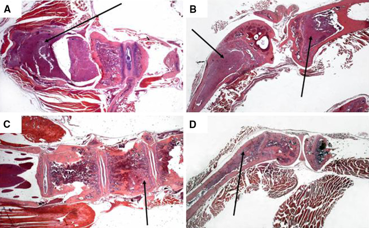 Fig. 6