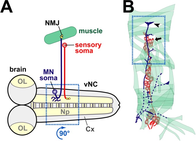 Figure 2—figure supplement 1.