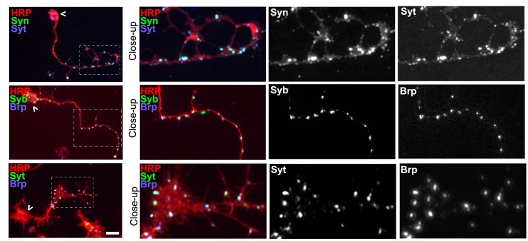 Figure 1—figure supplement 1.