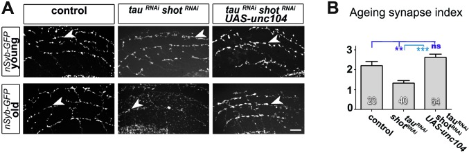 Figure 5—figure supplement 1.