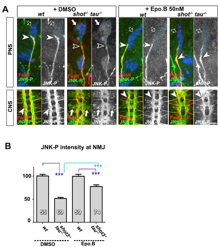 Figure 6—figure supplement 1.