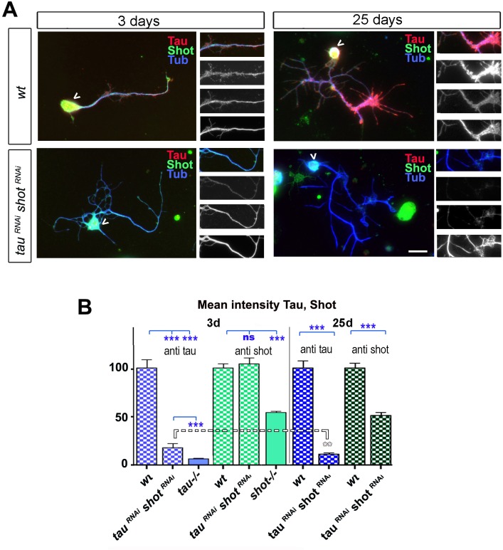 Figure 3—figure supplement 1.