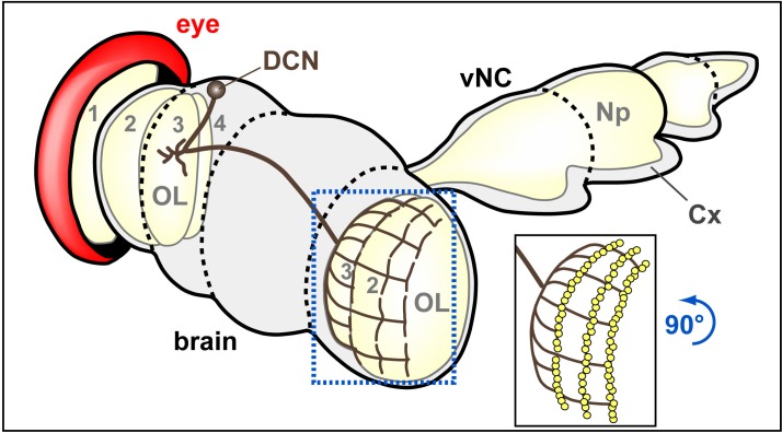 Figure 3—figure supplement 2.