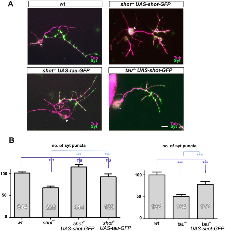 Figure 1—figure supplement 2.