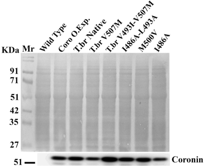 Fig. 5