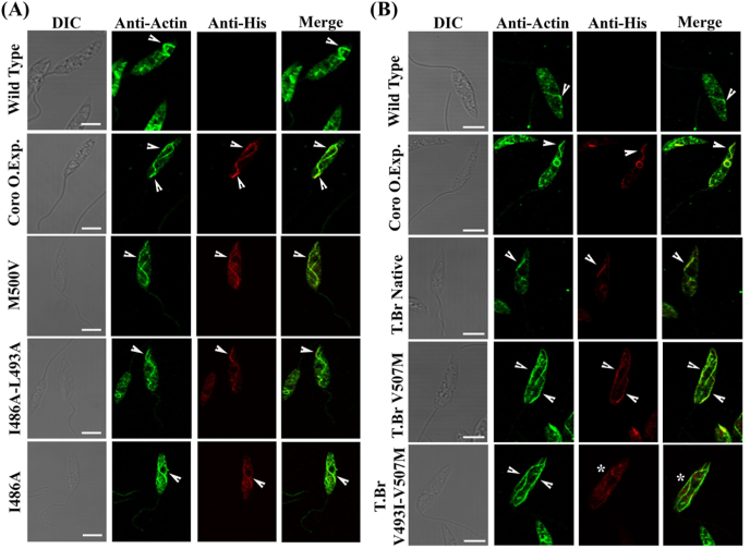 Fig. 7