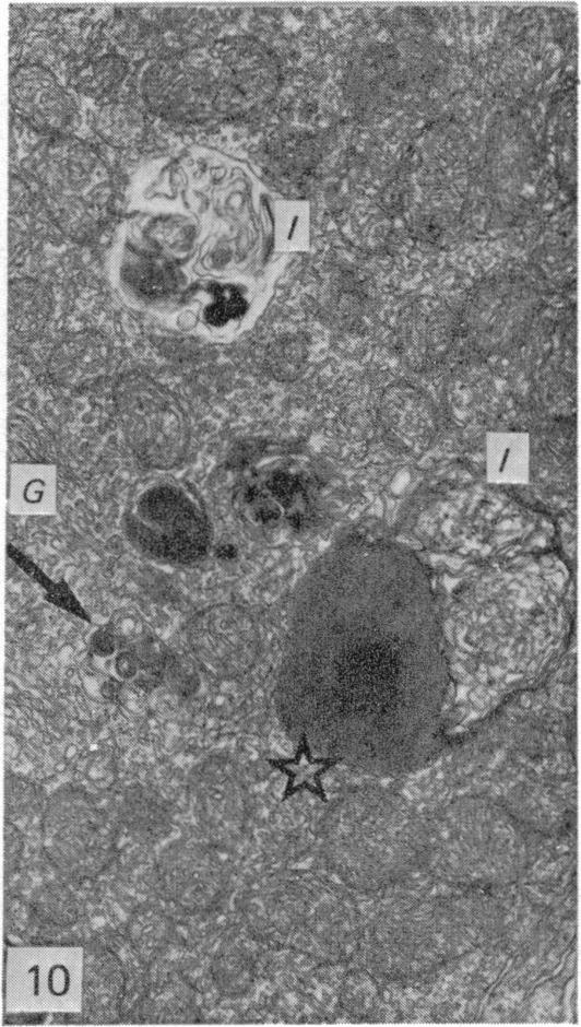 Fig. 10