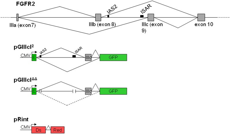 FIGURE 1.