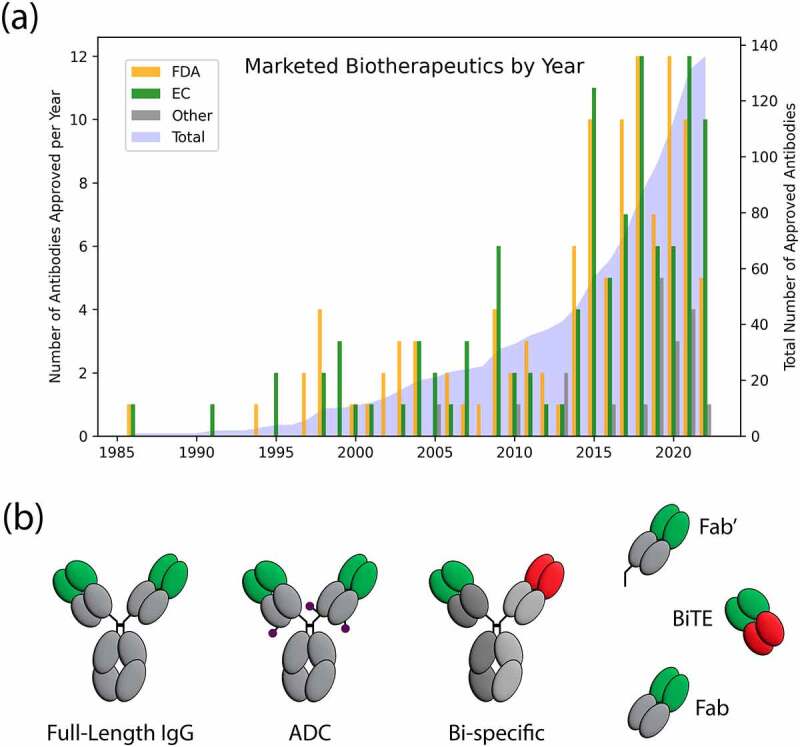 A bar plot of marketed antibody-based biotherapeutics over time. (b) A cartoon representation of the antibody formats analyzed in this work.