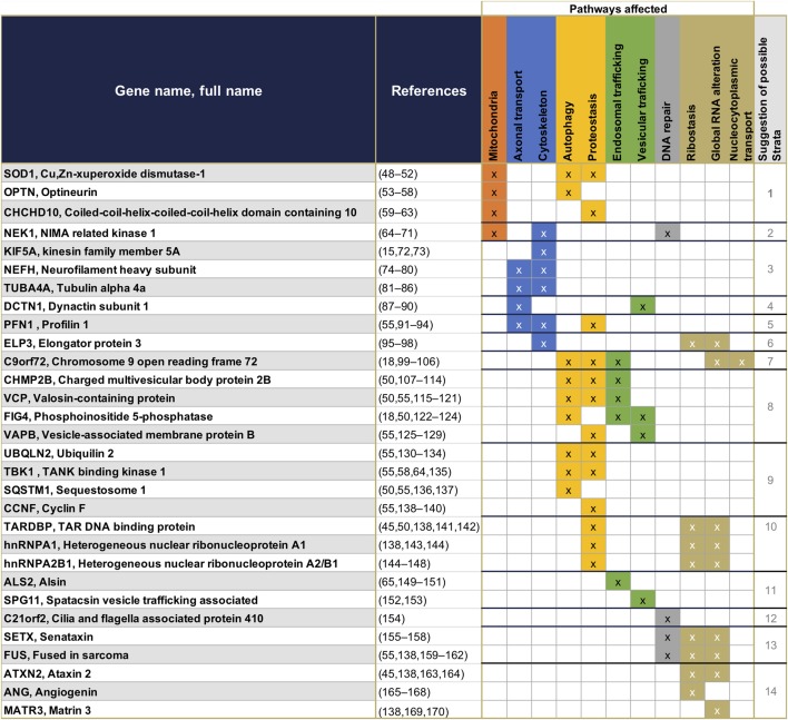 graphic file with name fneur-10-00400-i0001.jpg