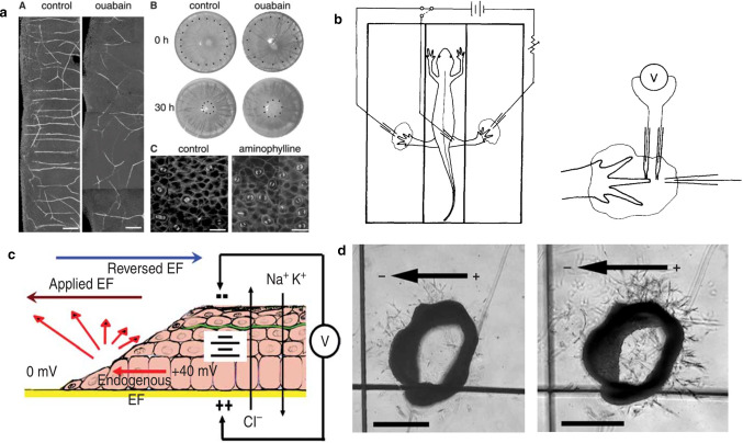 Fig. 9