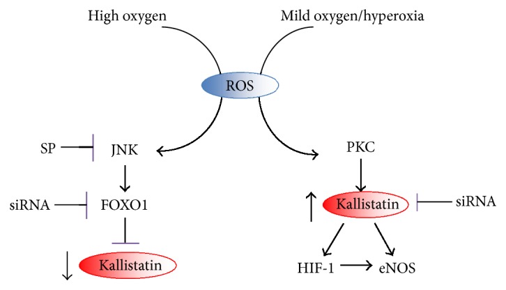 Opposing Effects of Oxygen Regulation on Kallistatin Expression ...