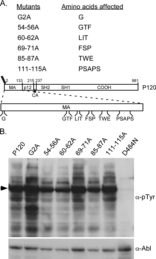 FIG. 1.