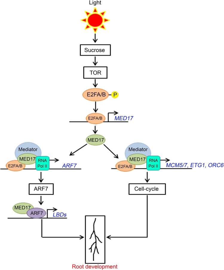 Graphical Abstract