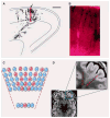 Fig. 3