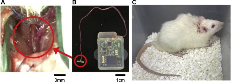 Figure 1