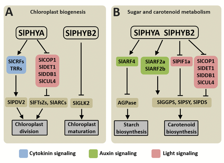 Fig. 7.