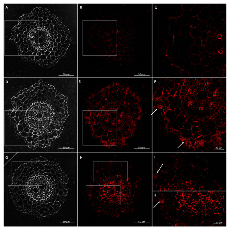 Figure 18