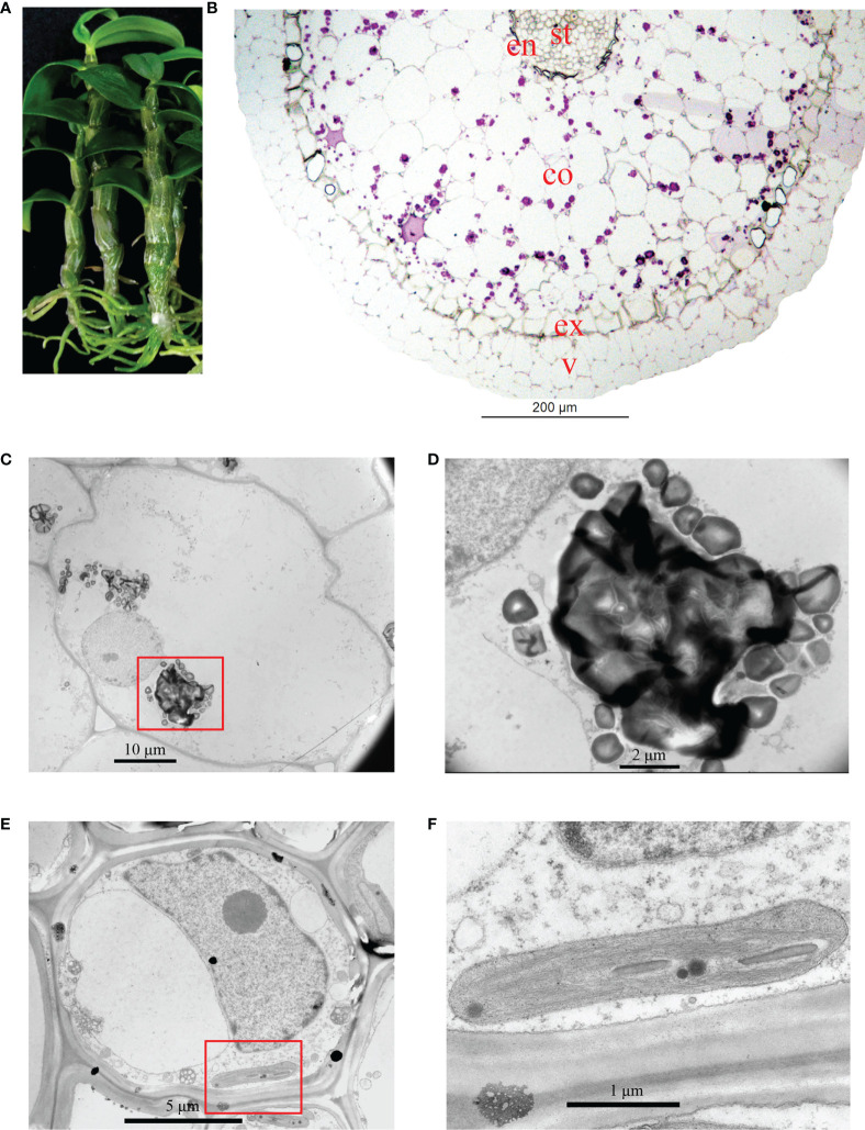 Figure 1