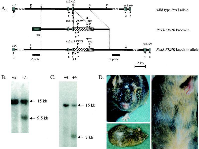 FIG.1.