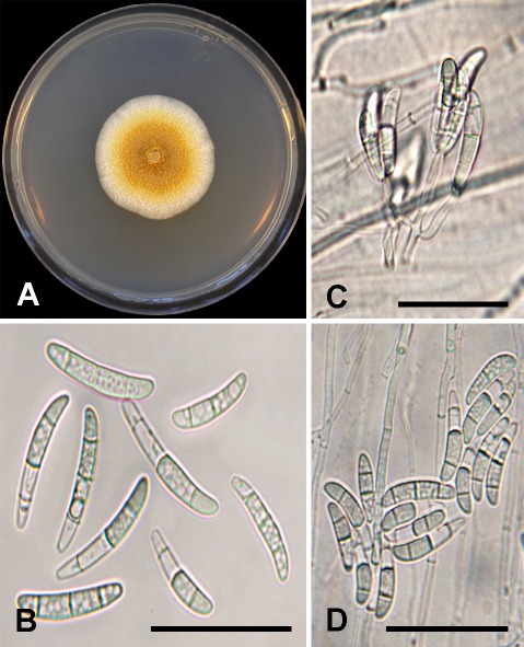 Fig. 6.