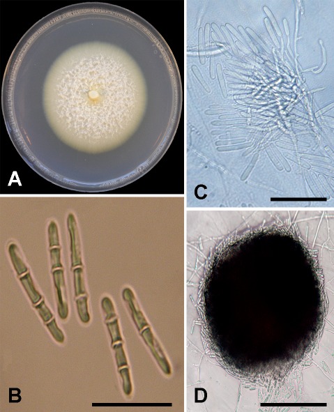 Fig. 5.