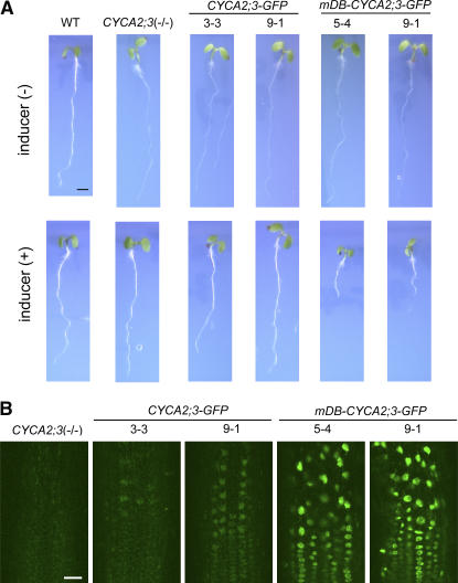 Figure 5.