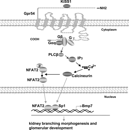 FIGURE 7.