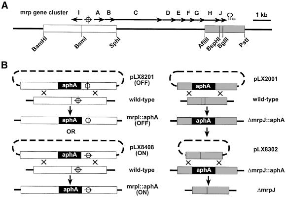 graphic file with name cde458f2.jpg