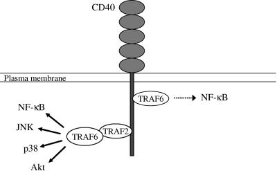 FIG. 9.